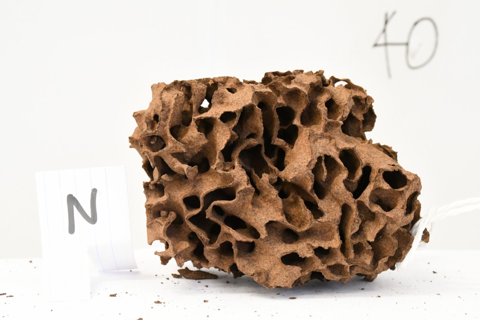 Fragment of Nasutitermes walkeri nest M4