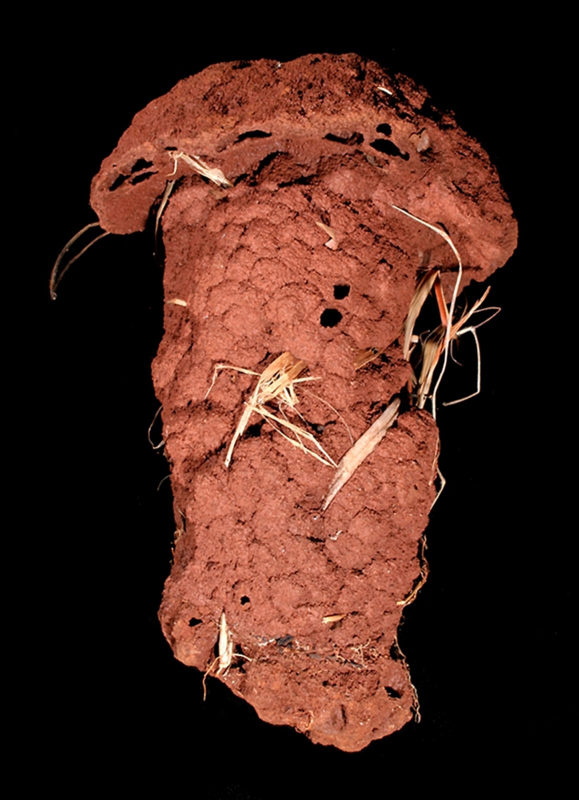 Photo of Cubitermes sp nest