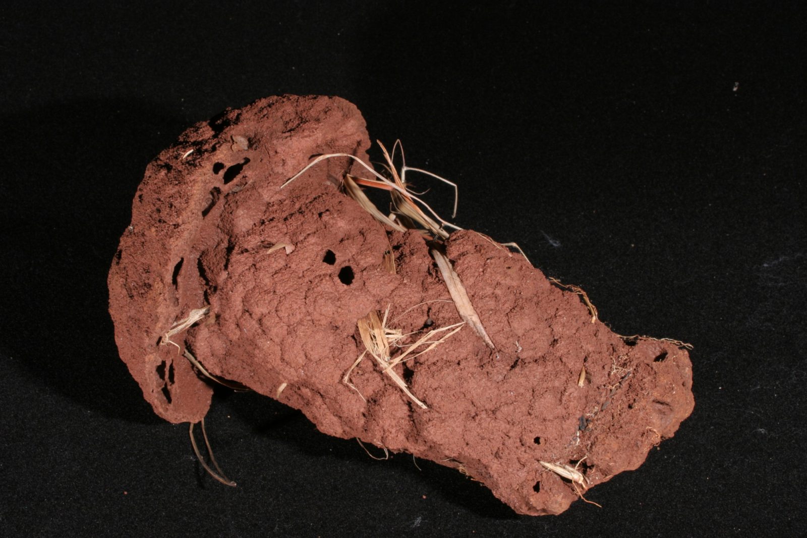 Photo of Cubitermes sp nest