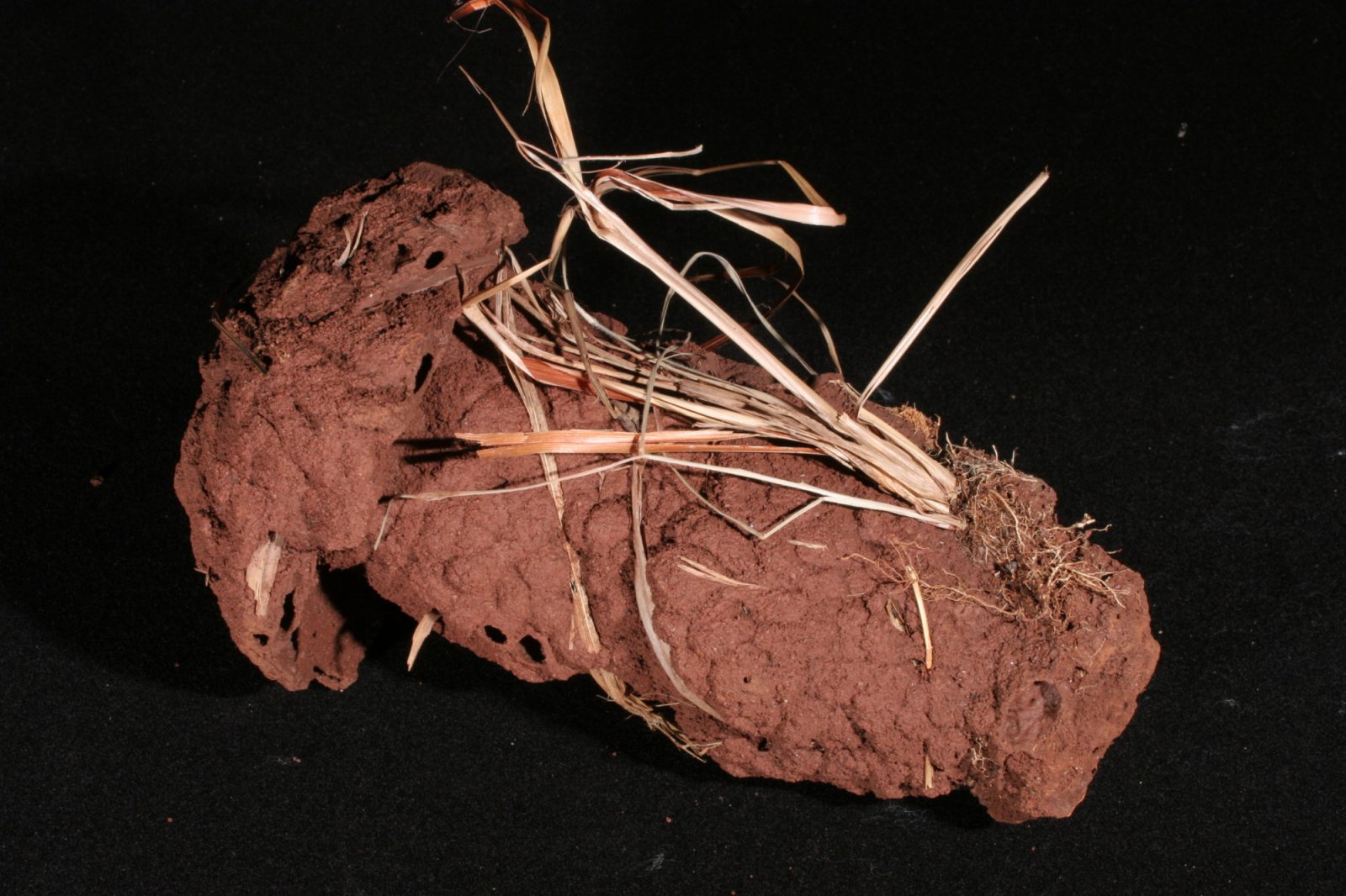 Photo of Cubitermes sp nest