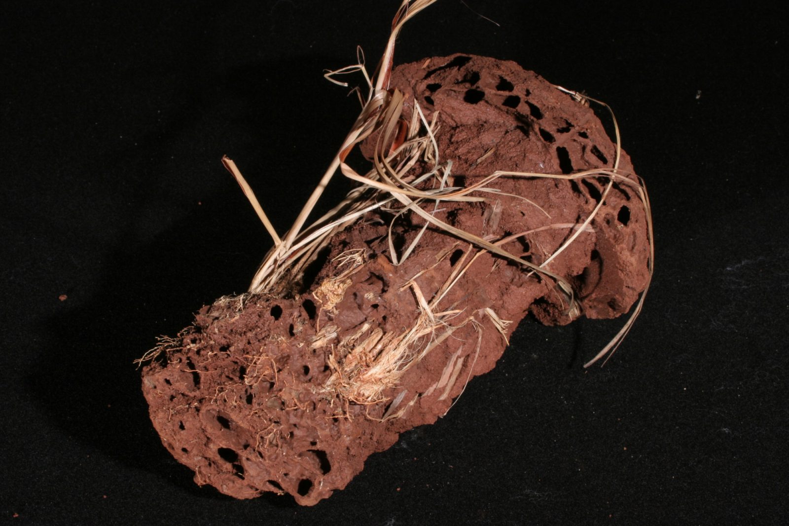 Photo of Cubitermes sp nest