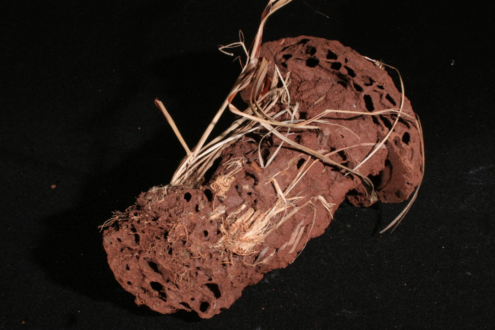 Photo of Cubitermes sp nest