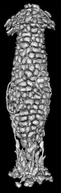 A virtual 'cast' of the internal chambers of a cubitermes nest