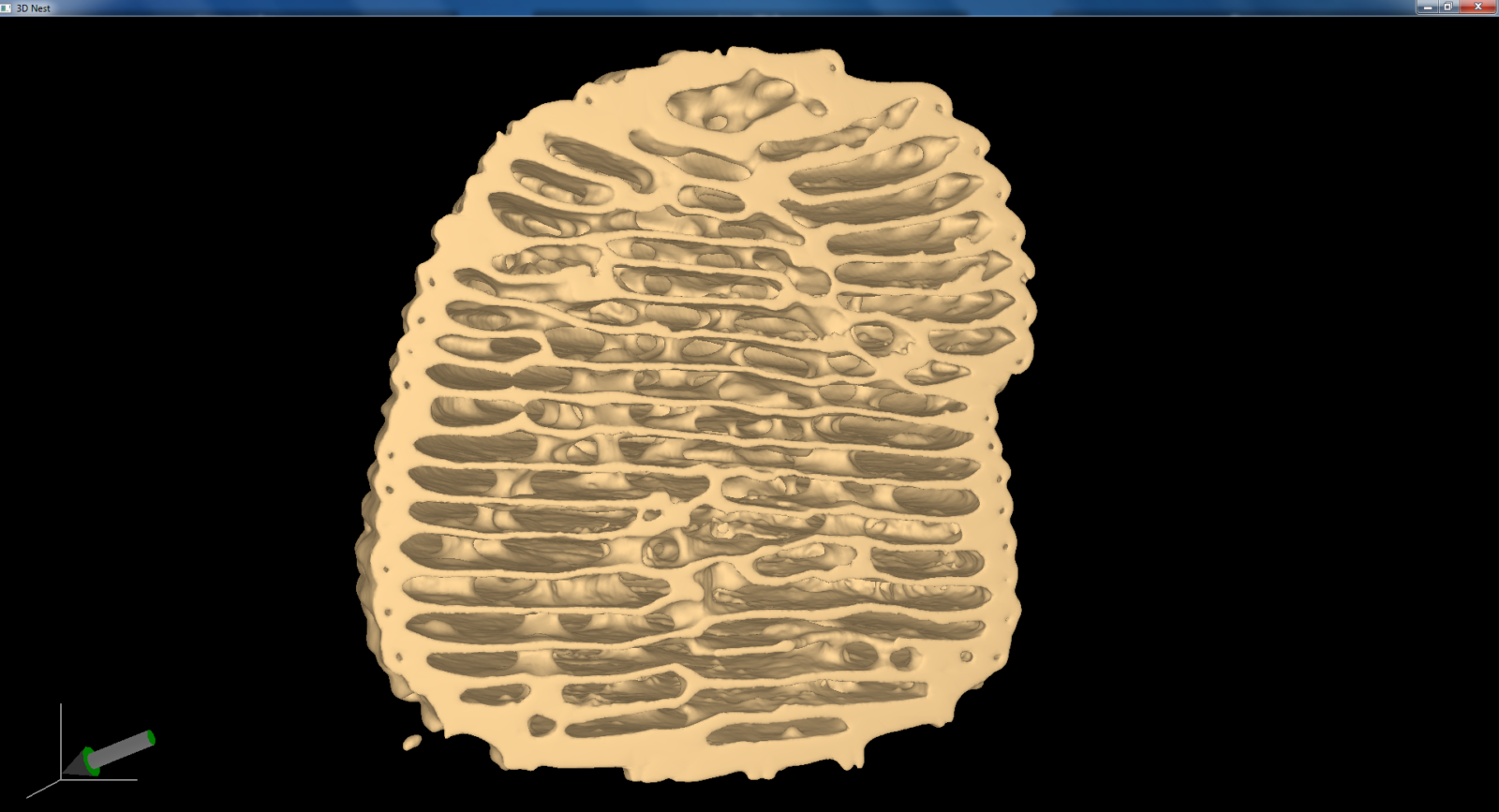 Apicotermes nest (probably Apicotermes lamani)