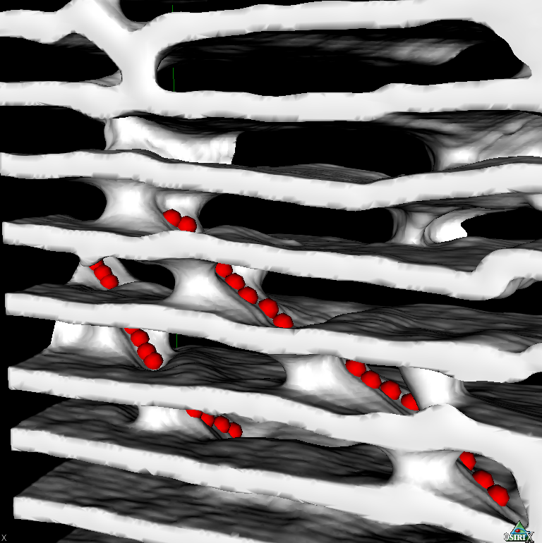 Ramp inside an Apicotermes nest
