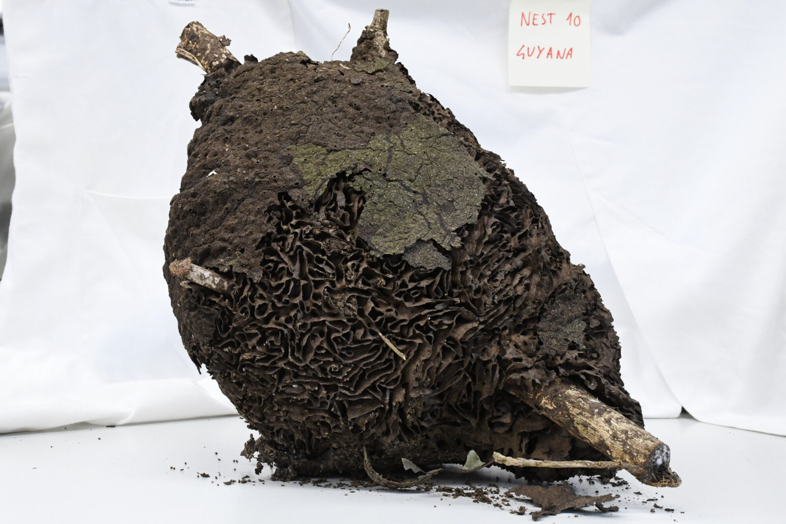 Nasutitermes similis nest