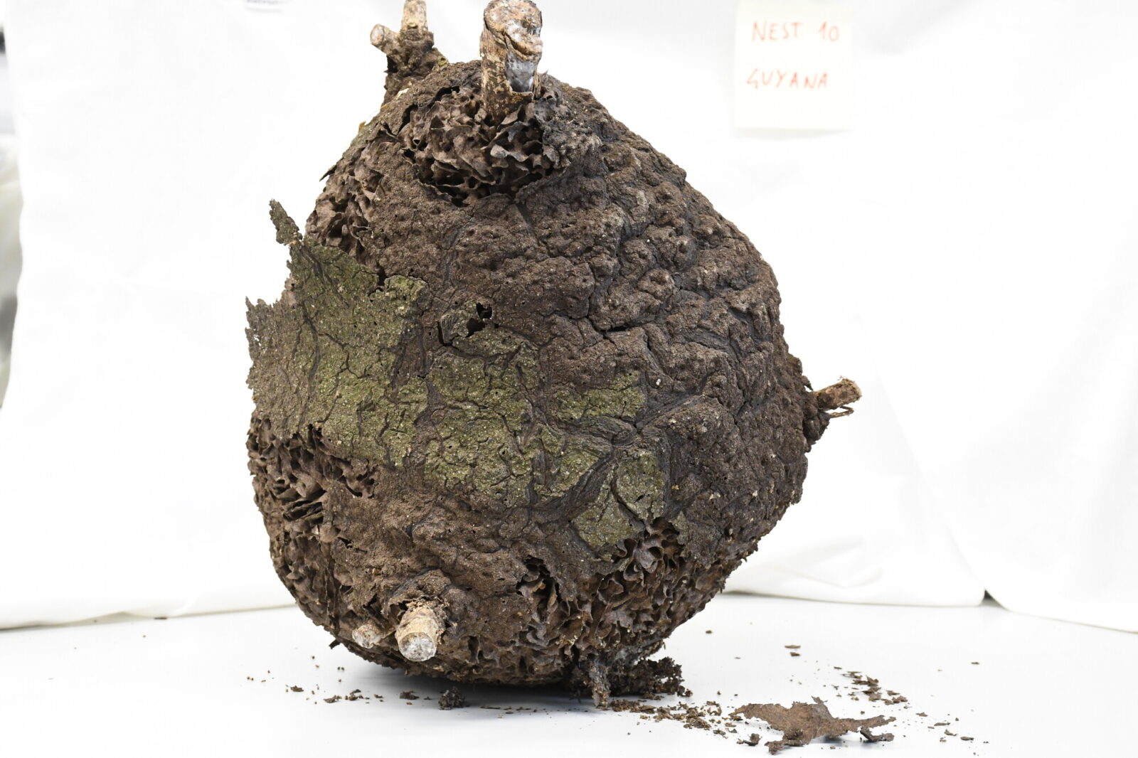 Nasutitermes similis nest