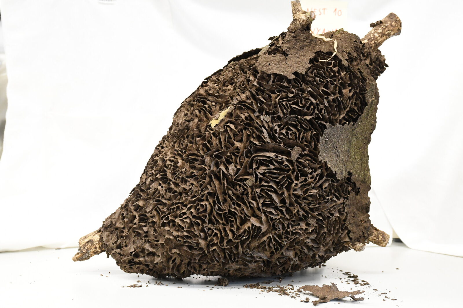Nasutitermes similis nest
