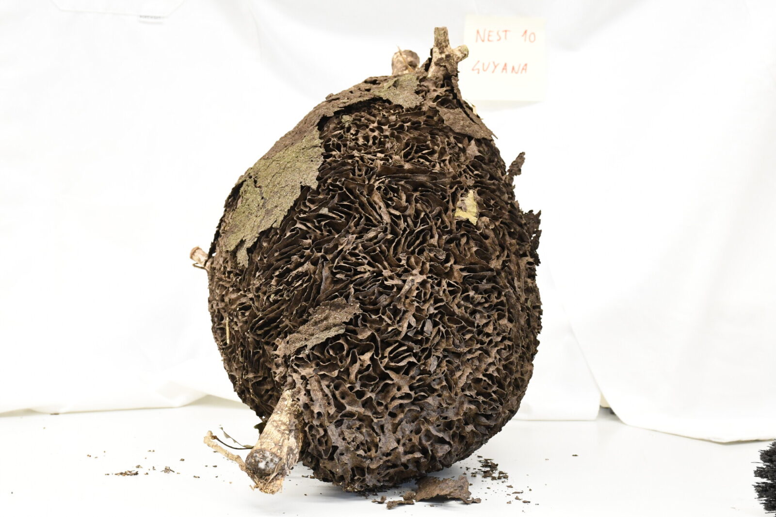 Nasutitermes similis nest