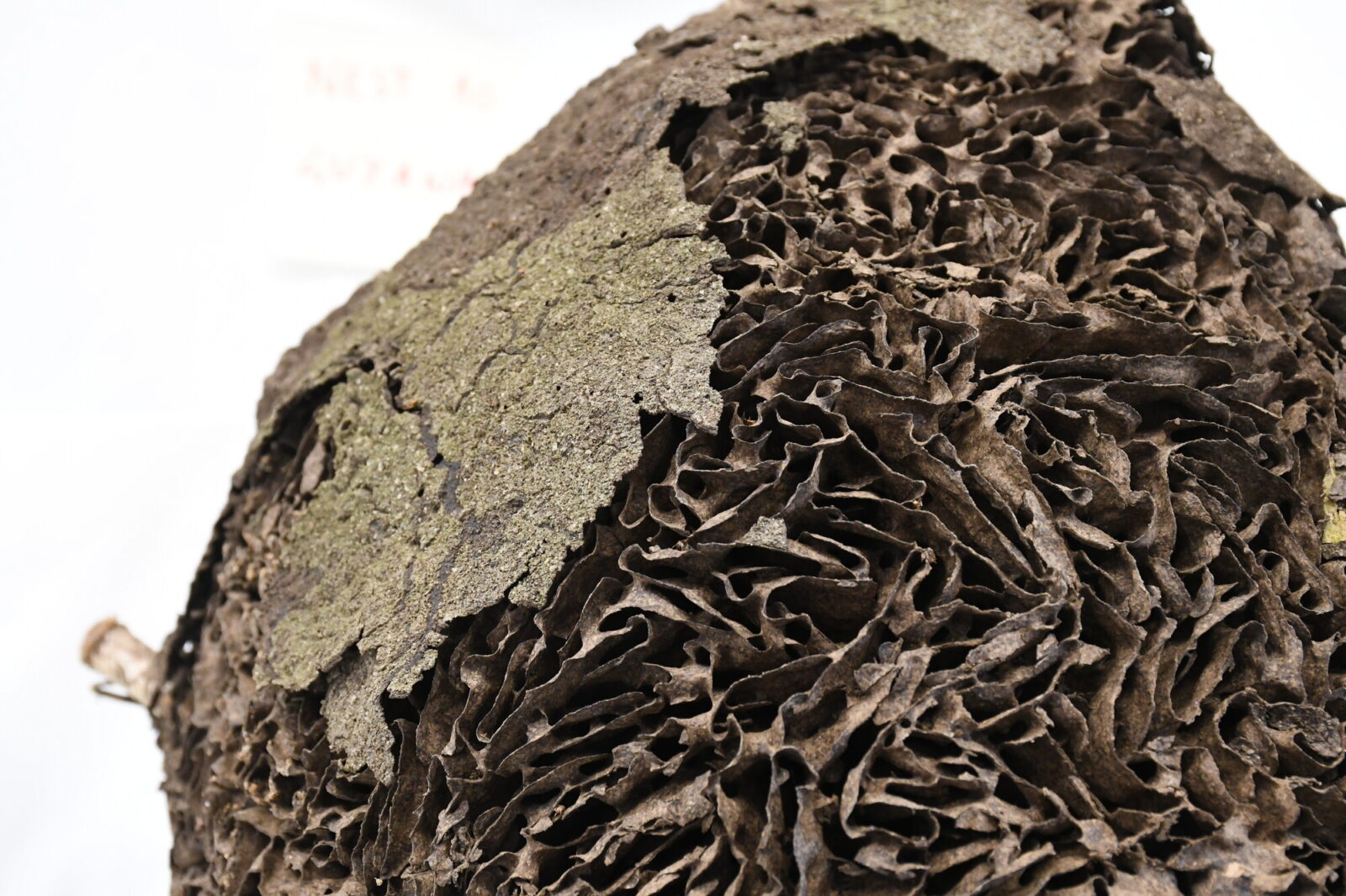 Nasutitermes similis nest