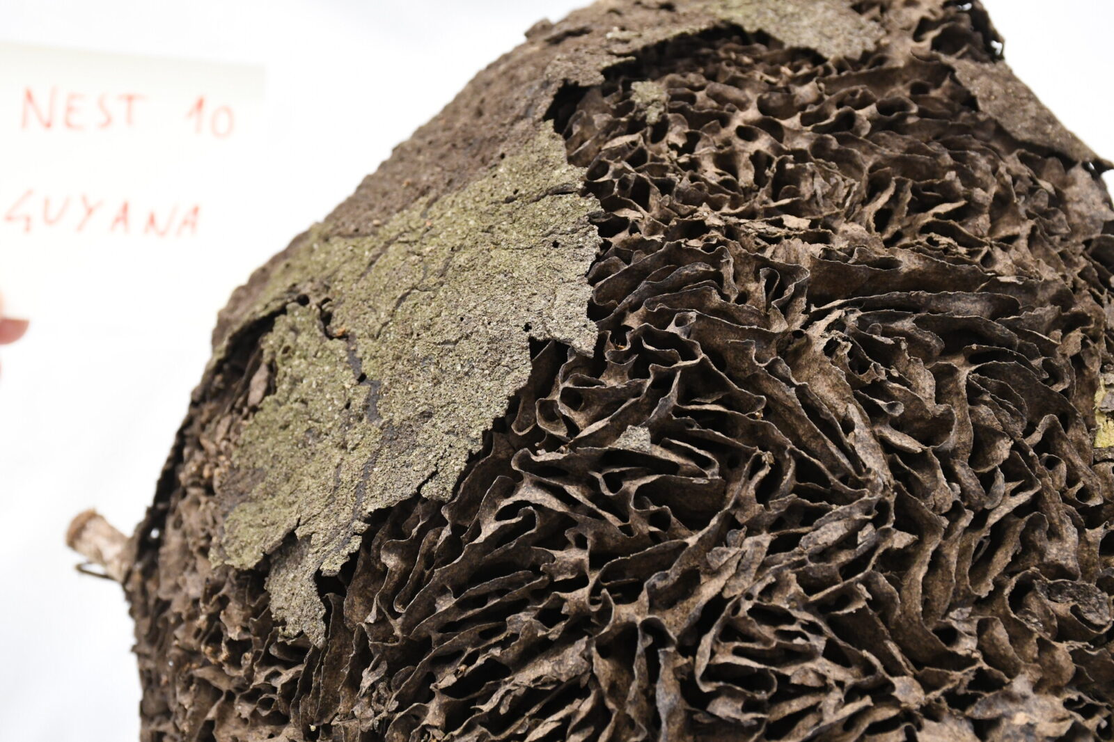 Nasutitermes similis nest