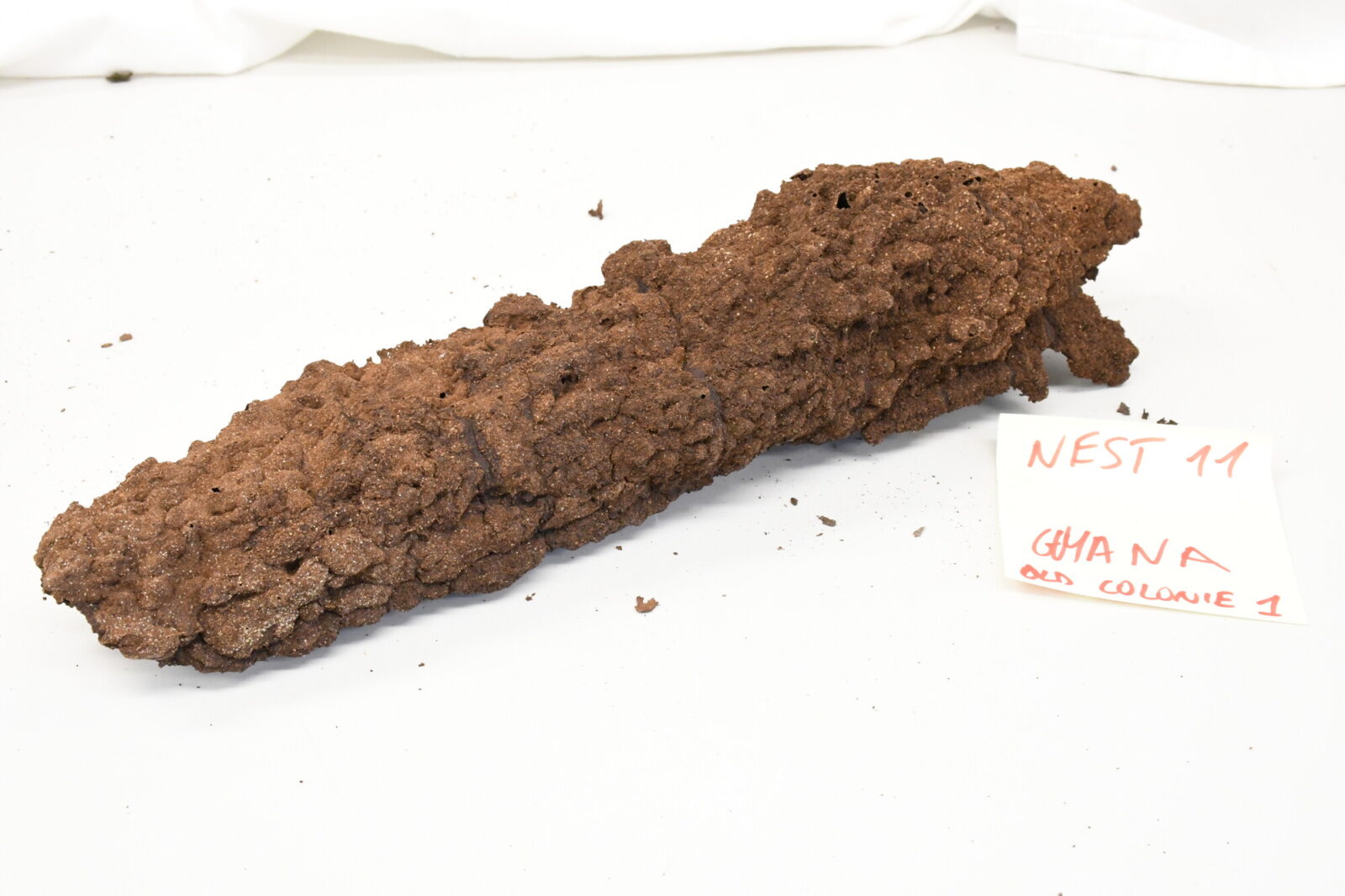 Nasutitermes similis nest