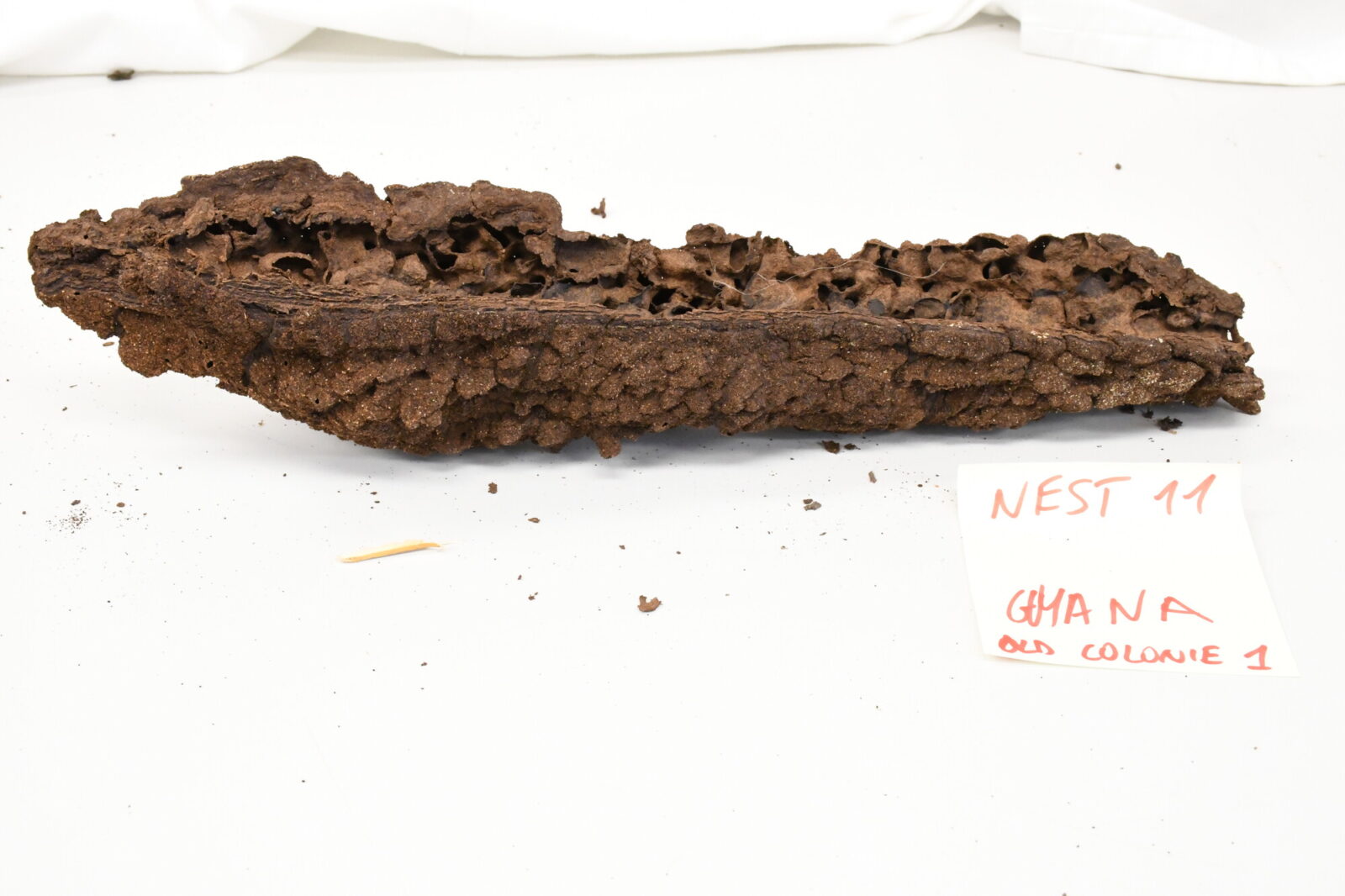Nasutitermes similis nest