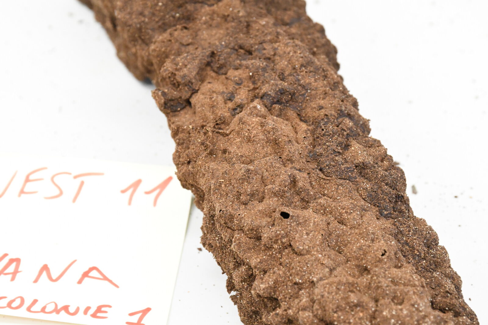 Nasutitermes similis nest