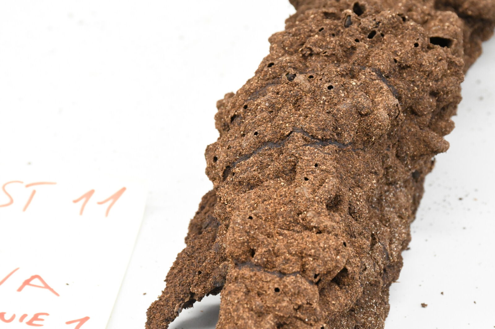 Nasutitermes similis nest