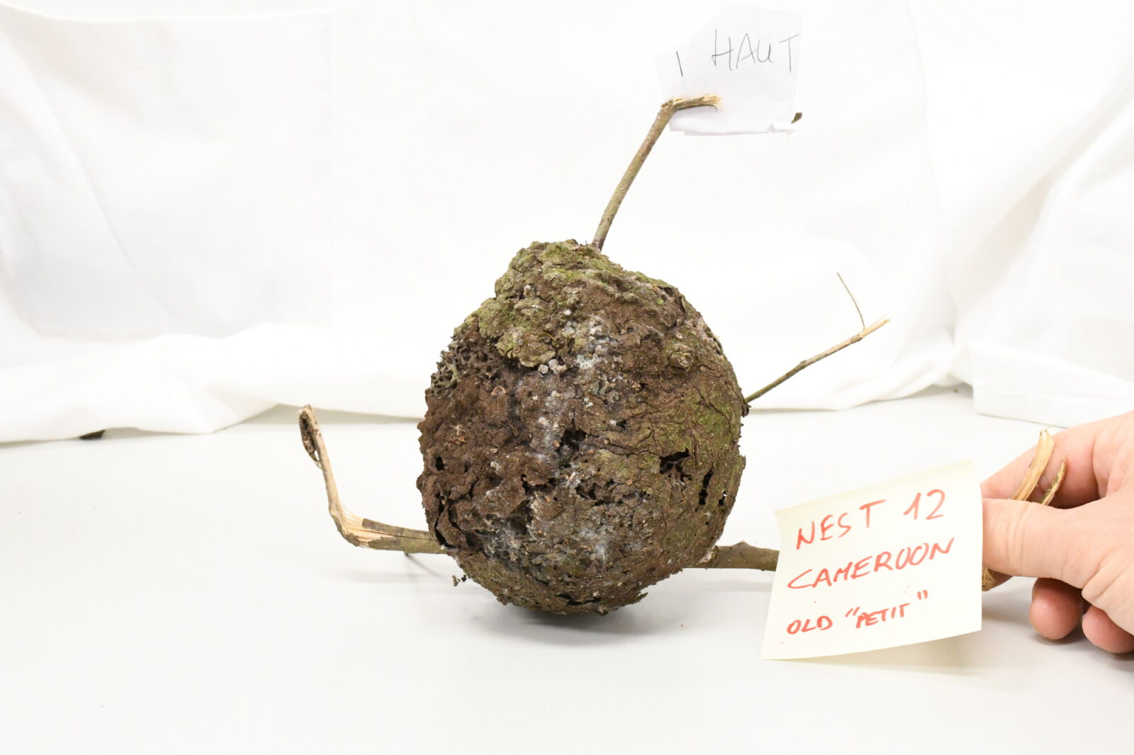 Nasutitermes lujae nest. Full small nest
