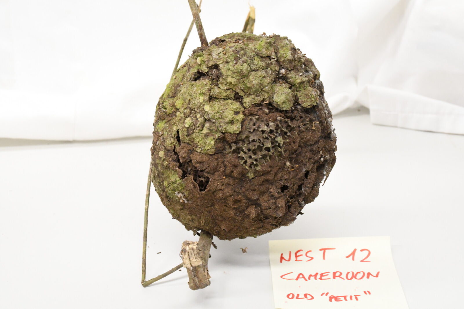 Nasutitermes lujae nest. Full small nest