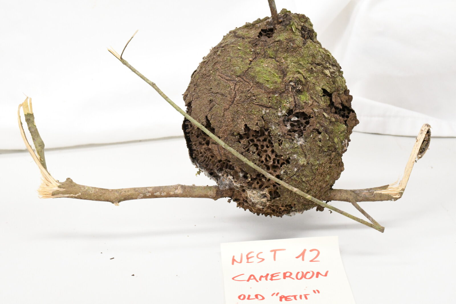 Nasutitermes lujae nest. Full small nest