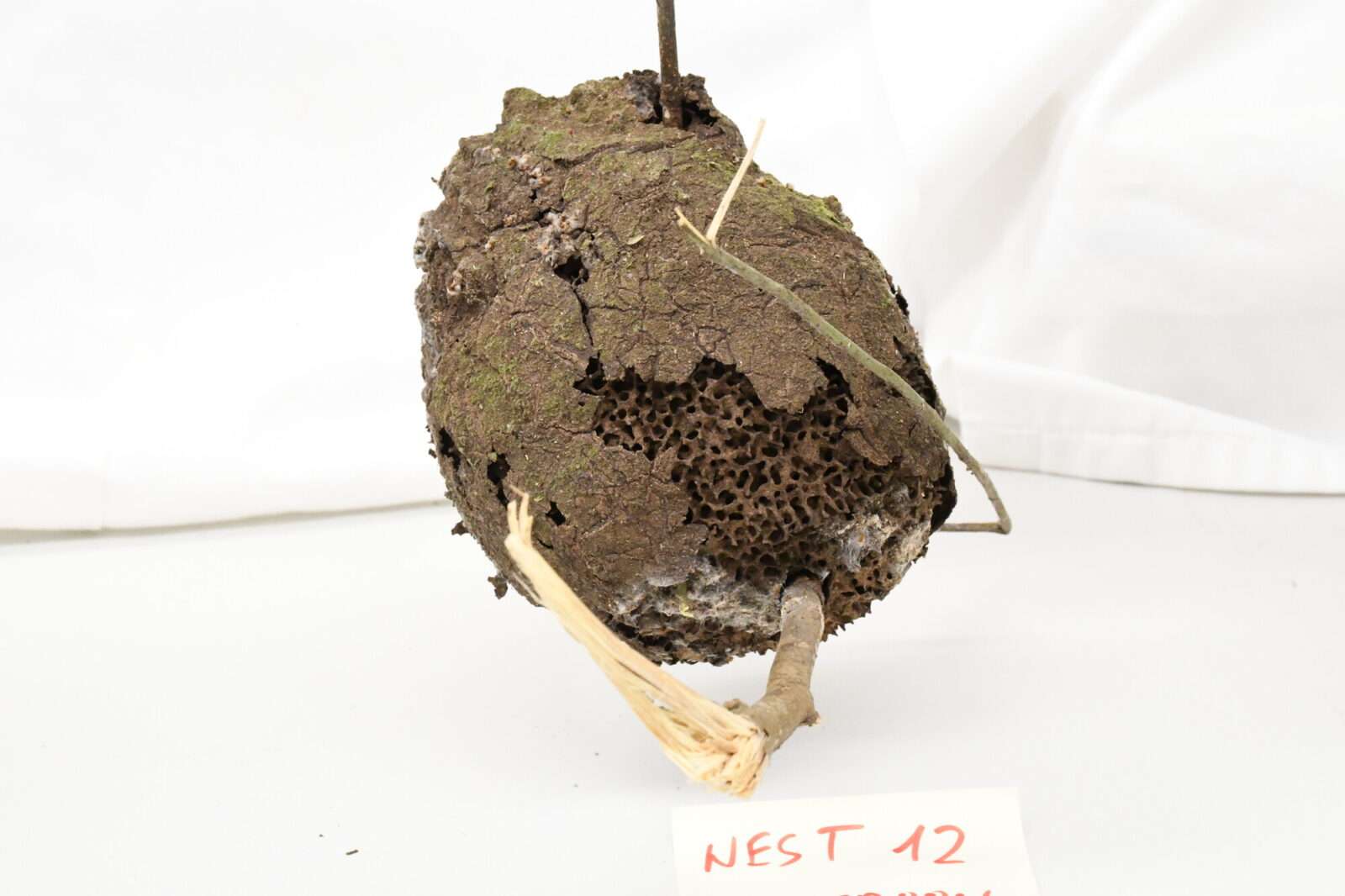 Nasutitermes lujae nest. Full small nest