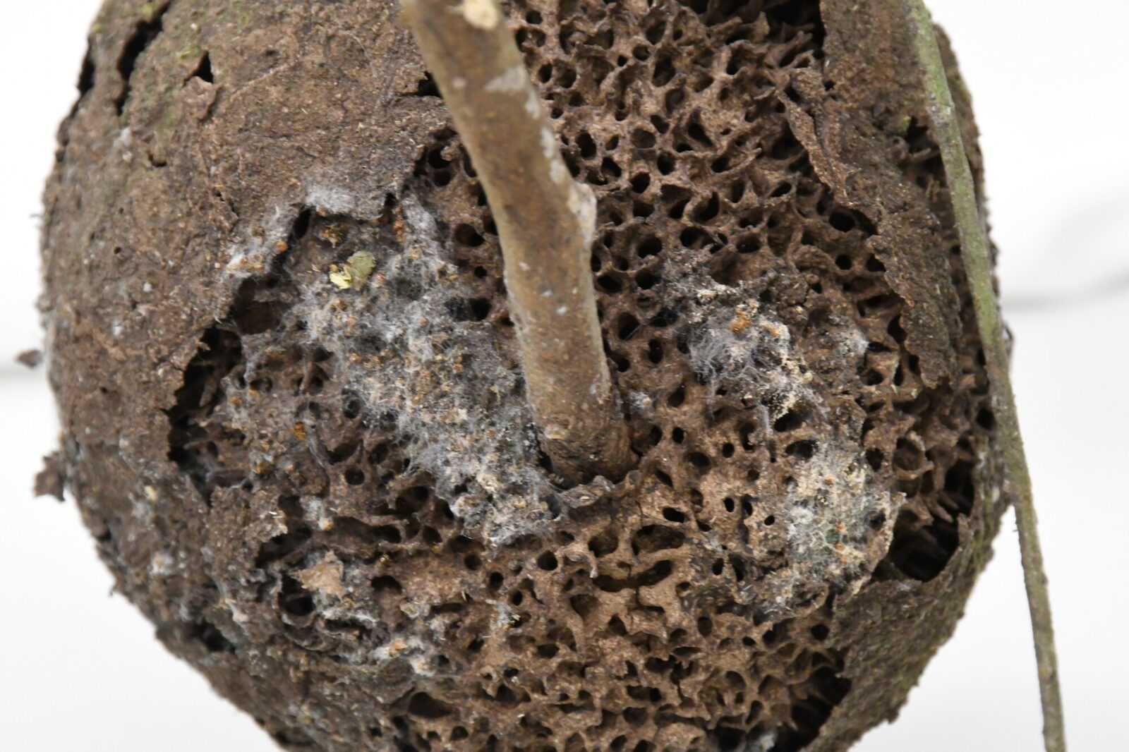 Nasutitermes lujae nest. Detail of the internal structure (below the crust)