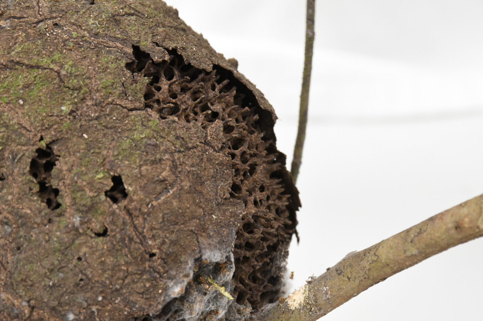 Nasutitermes lujae nest. Detail of the crust