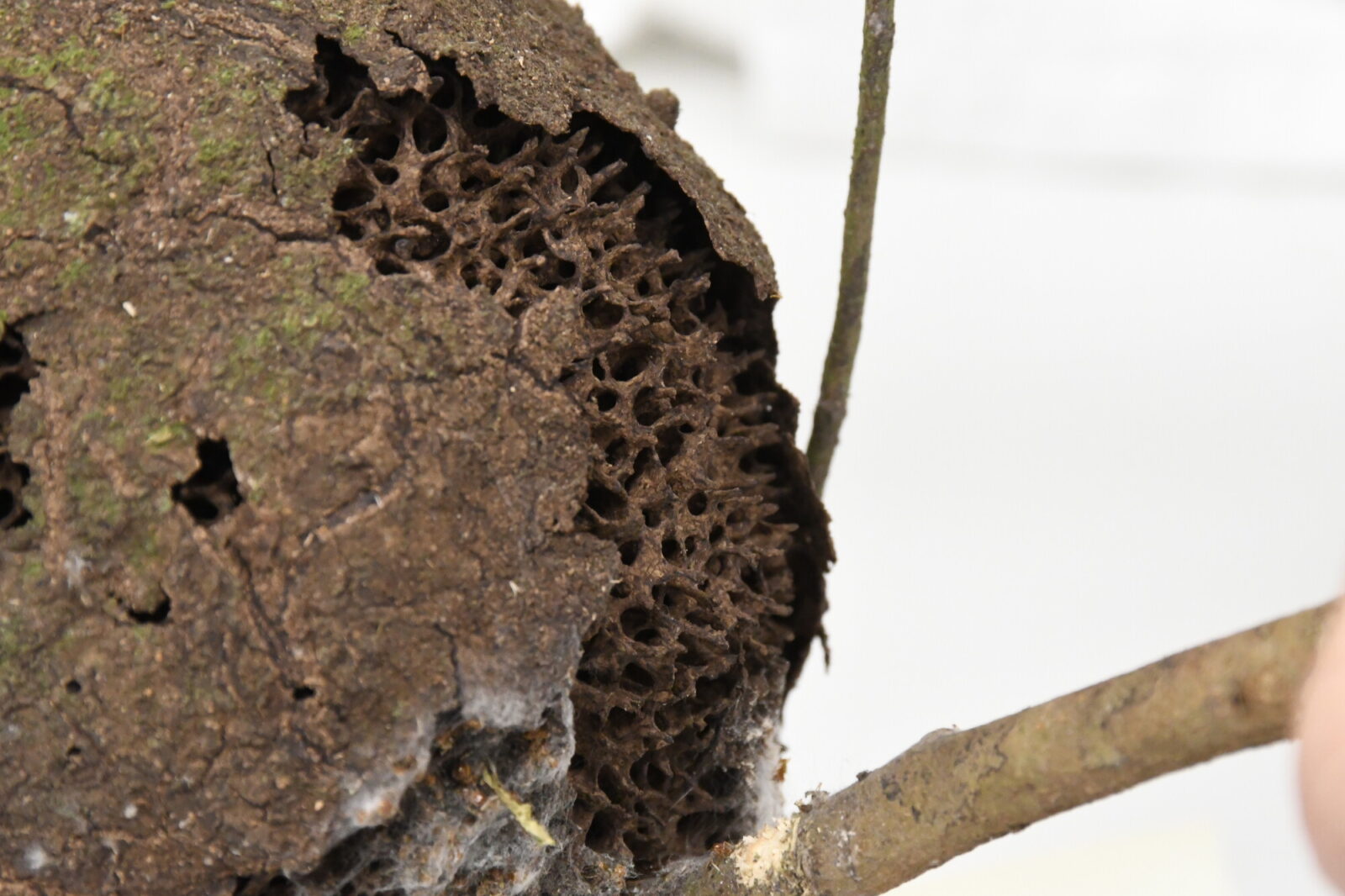 Nasutitermes lujae nest. Detail of the crust