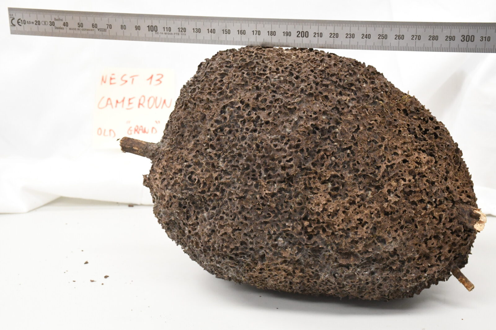 Nasutitermes lujae nest
