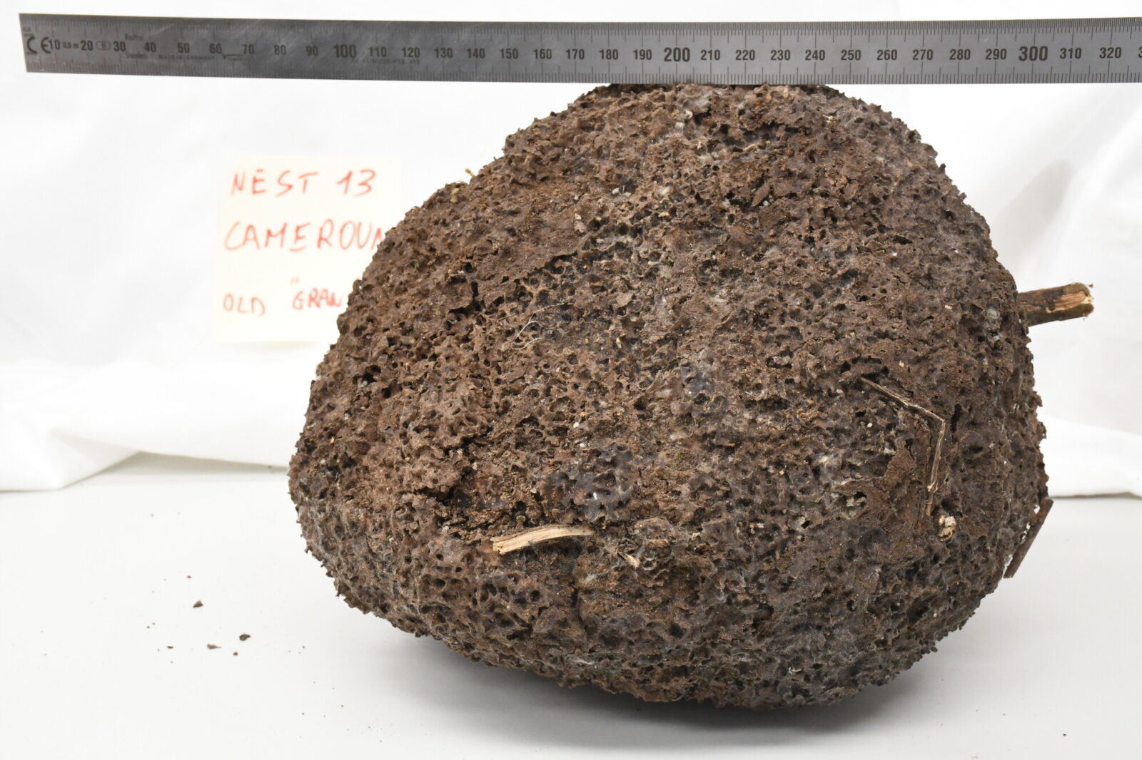 Nasutitermes lujae nest