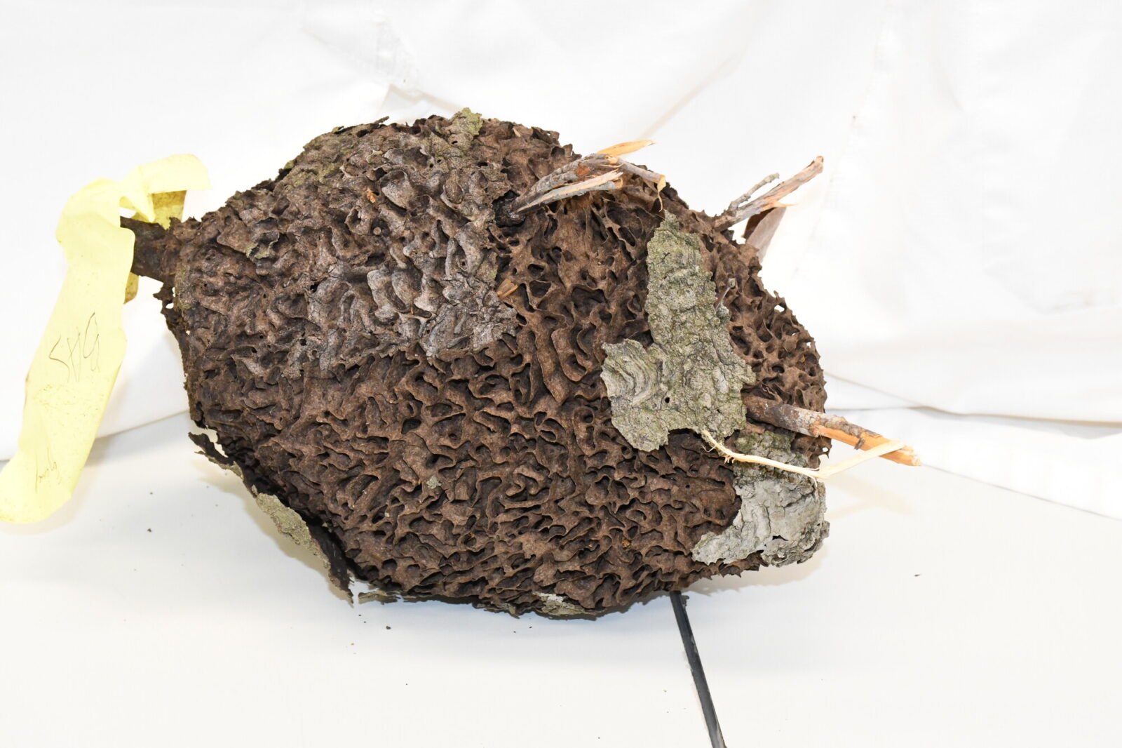 Nasutitermes sp (N. corniger) French Guyana