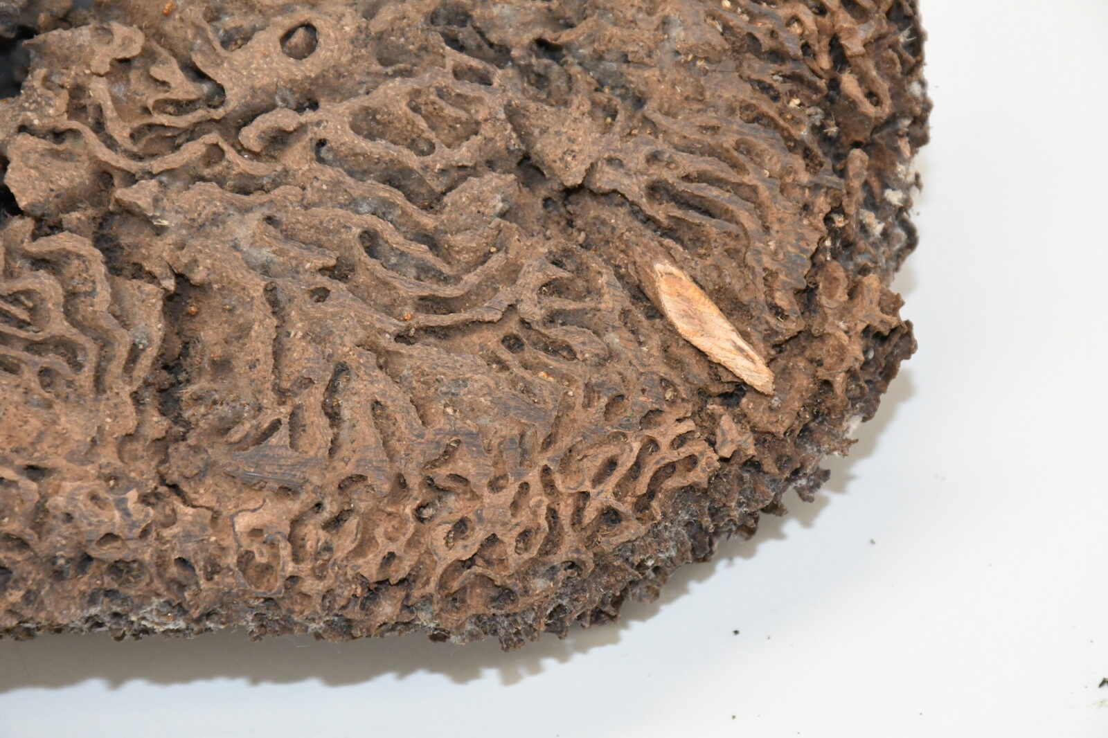 Nasutitermes lujae nest
