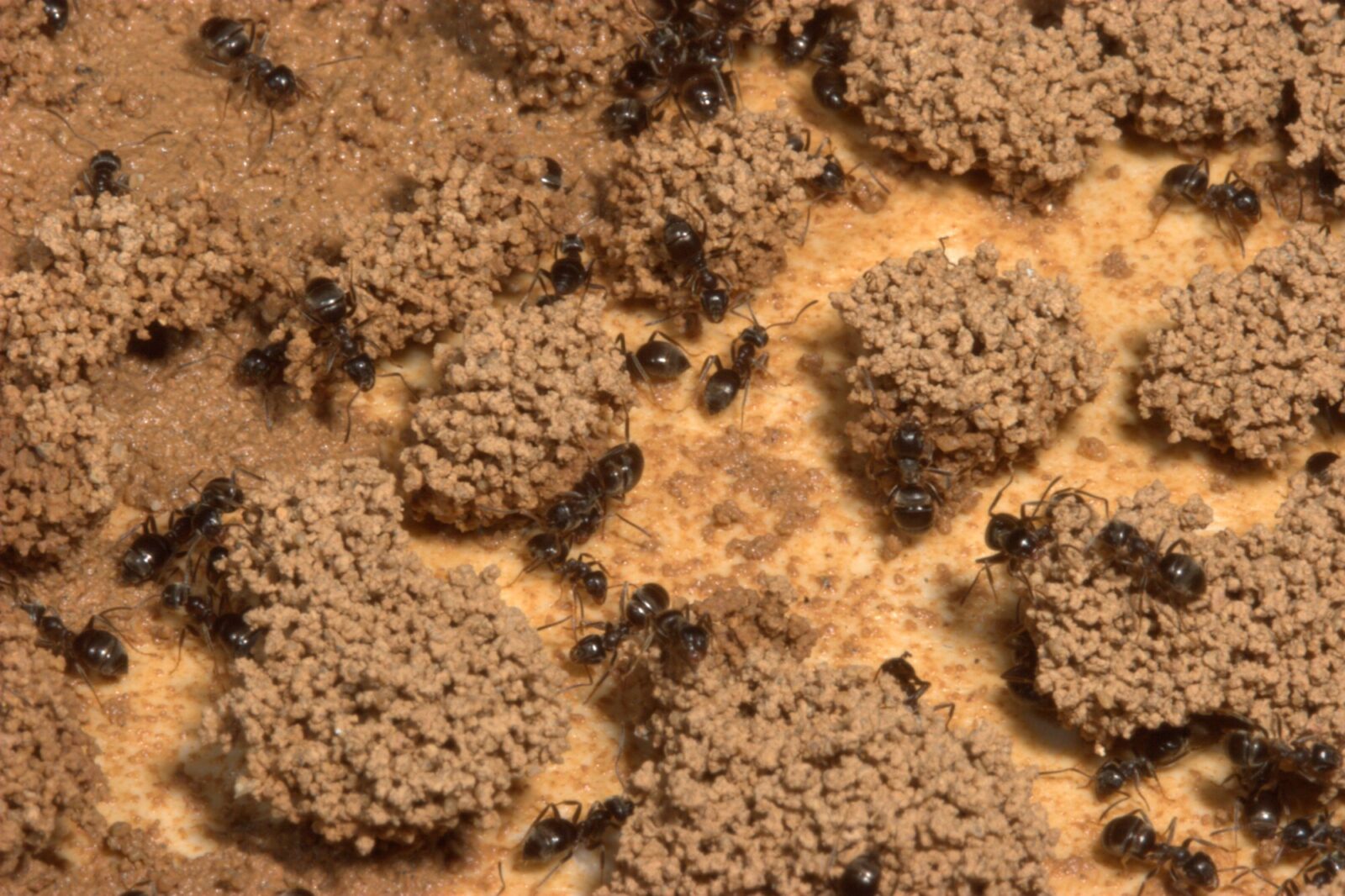 Pillars of clay and sand built by the black garden ant Lasius niger
