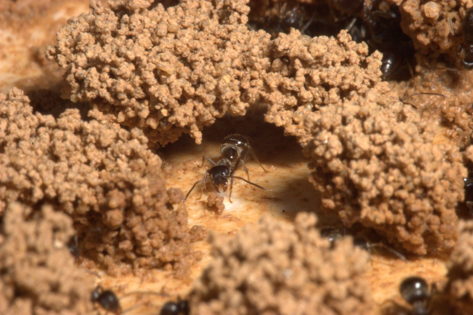 Pillars of clay and sand built by the black garden ant Lasius niger