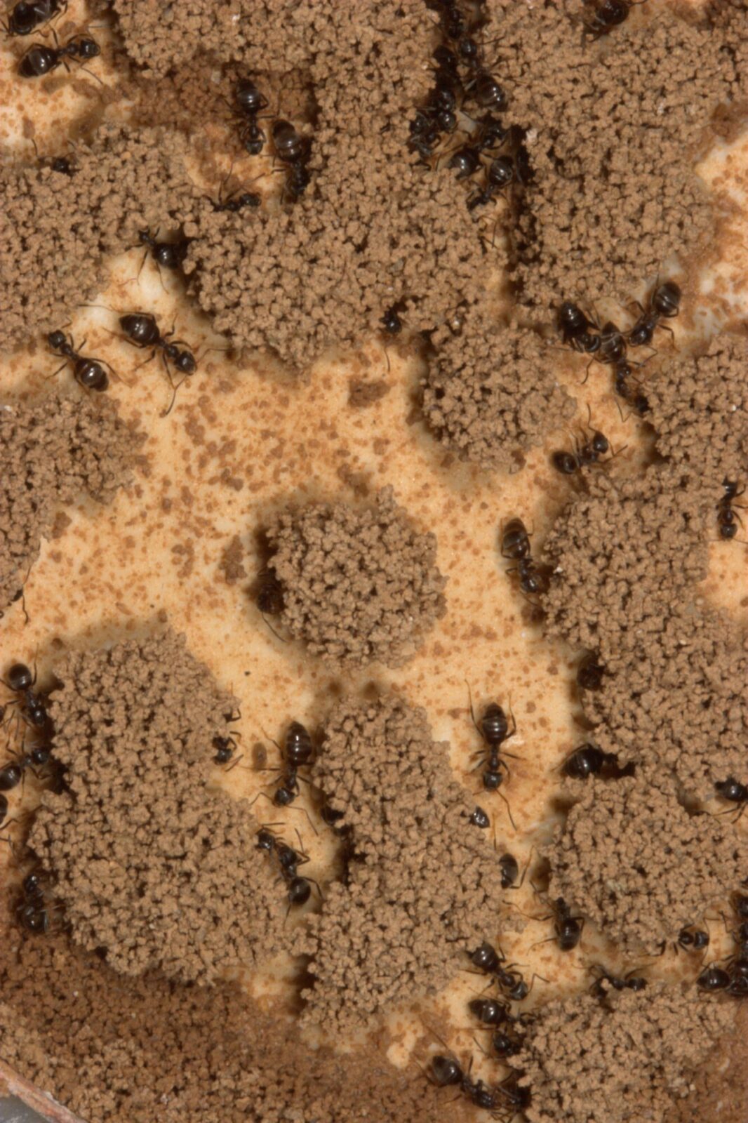 Pillars of clay and sand built by the black garden ant Lasius niger
