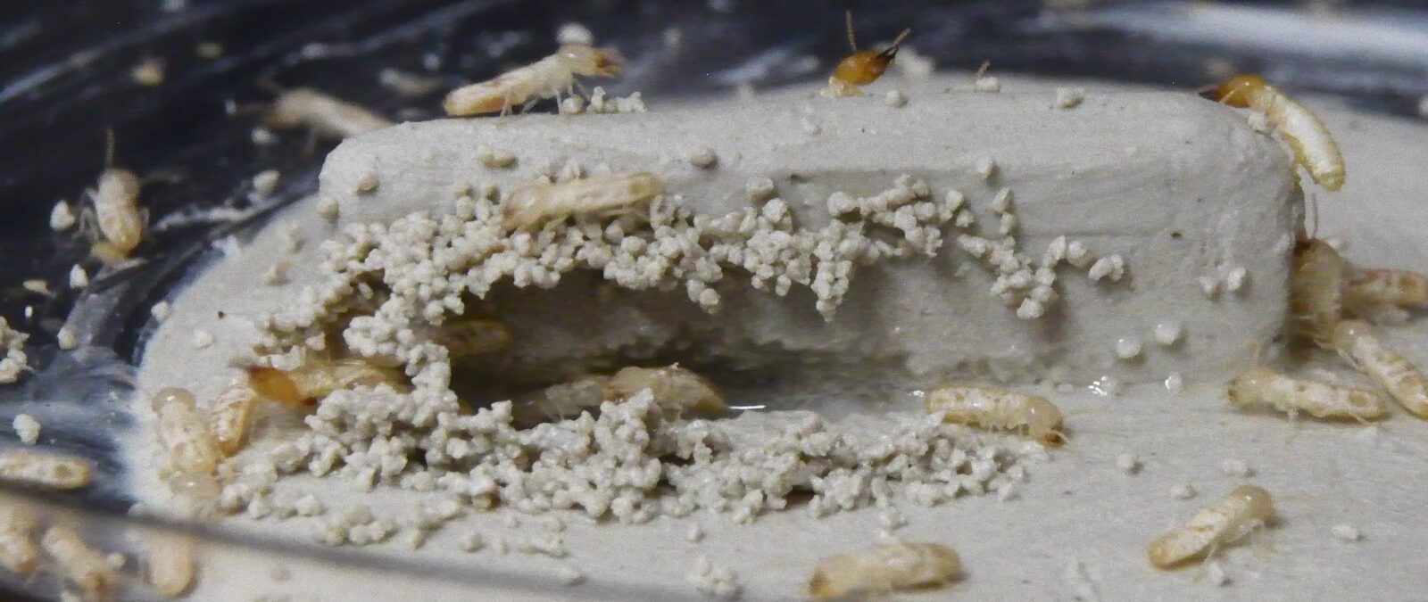 Shelter-like structure built by a small experimental population of Coptotermes gestroi in the lab. The structure was built in just a few hours by a population of 50 termite workers and 5 soldiers kept in a Petri dish with a thin layer of clay and an artificial wall.