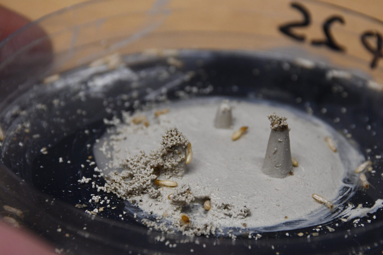 Structures built by a small experimental population of Coptotermes gestroi in the lab. The structure was built in just a few hours by a population of 50 termite workers and 5 soldiers kept in a Petri dish with added pillars of different height made by the experimenter. Photo and experiment by Giulio Facchini. Colony rearing: David Sillam Dussès.