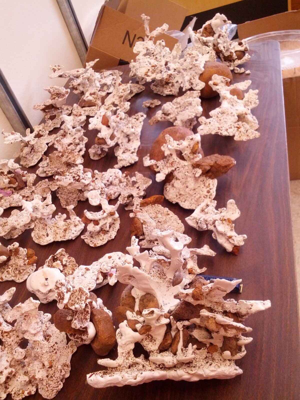 Casts of multiple Veromessor andrei nests