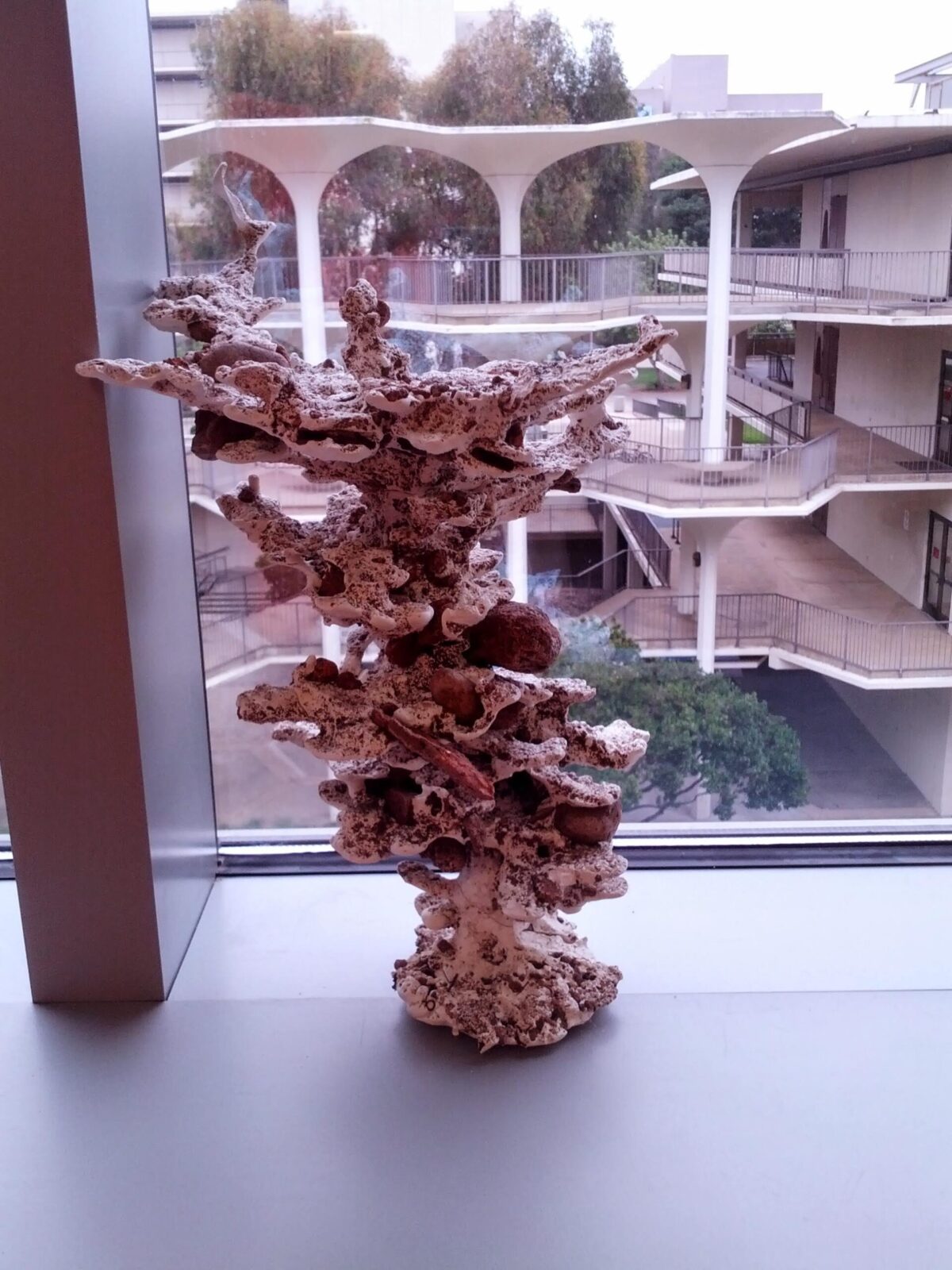Cast of Veromessor andrei nest