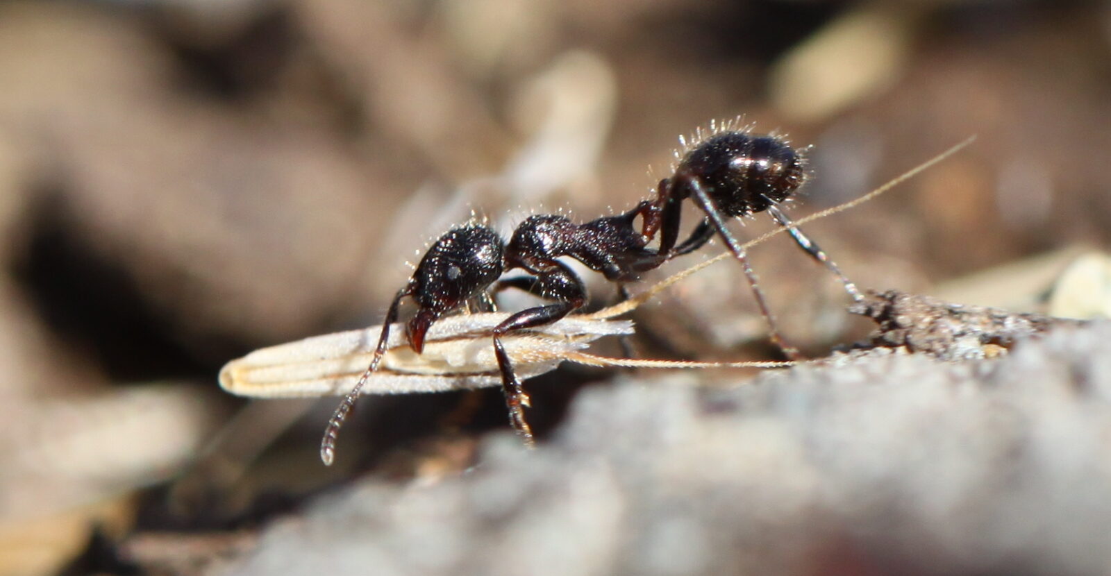 A forager ant of the species Veromessor andrei
