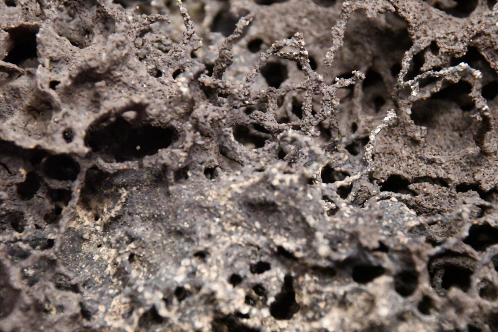 The image shows the scaffold-like structures built by termites Coptotermes gestroi in the lab.