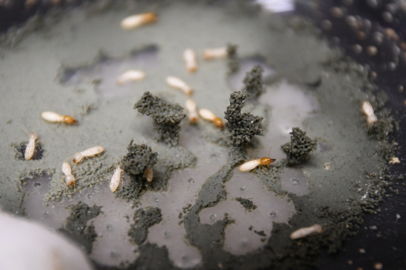 Structures built by a small experimental population of termites Coptotermes gestroi in the lab.