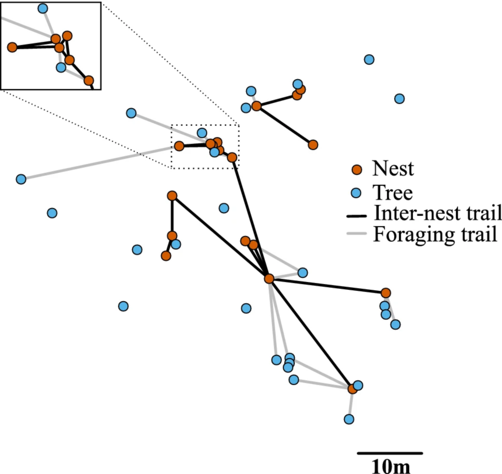 A diagram of Colony 3, showing the whole extent of the polydomous colony at one timepoint, from Burns et al. 2020.