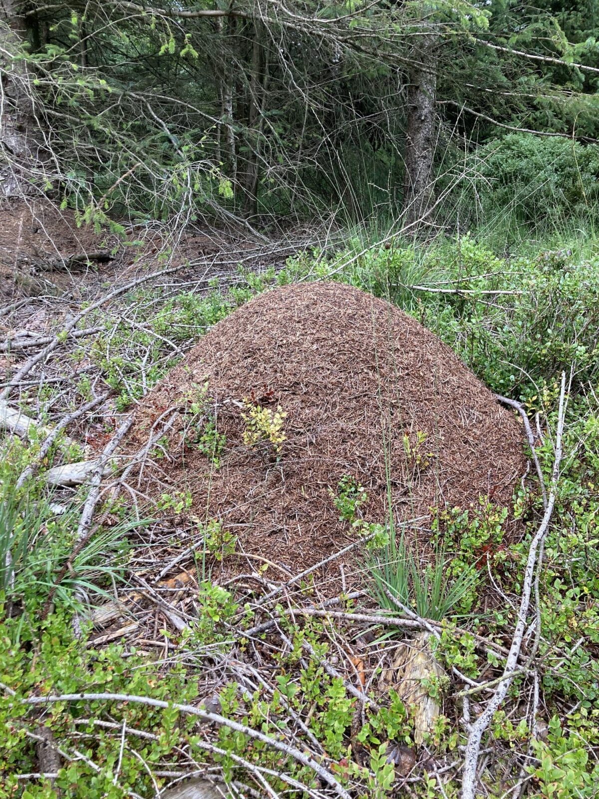 Formica lugubris mound built in Cropton Forest, a managed conifer plantation. The nest is part of a polydomous colony.