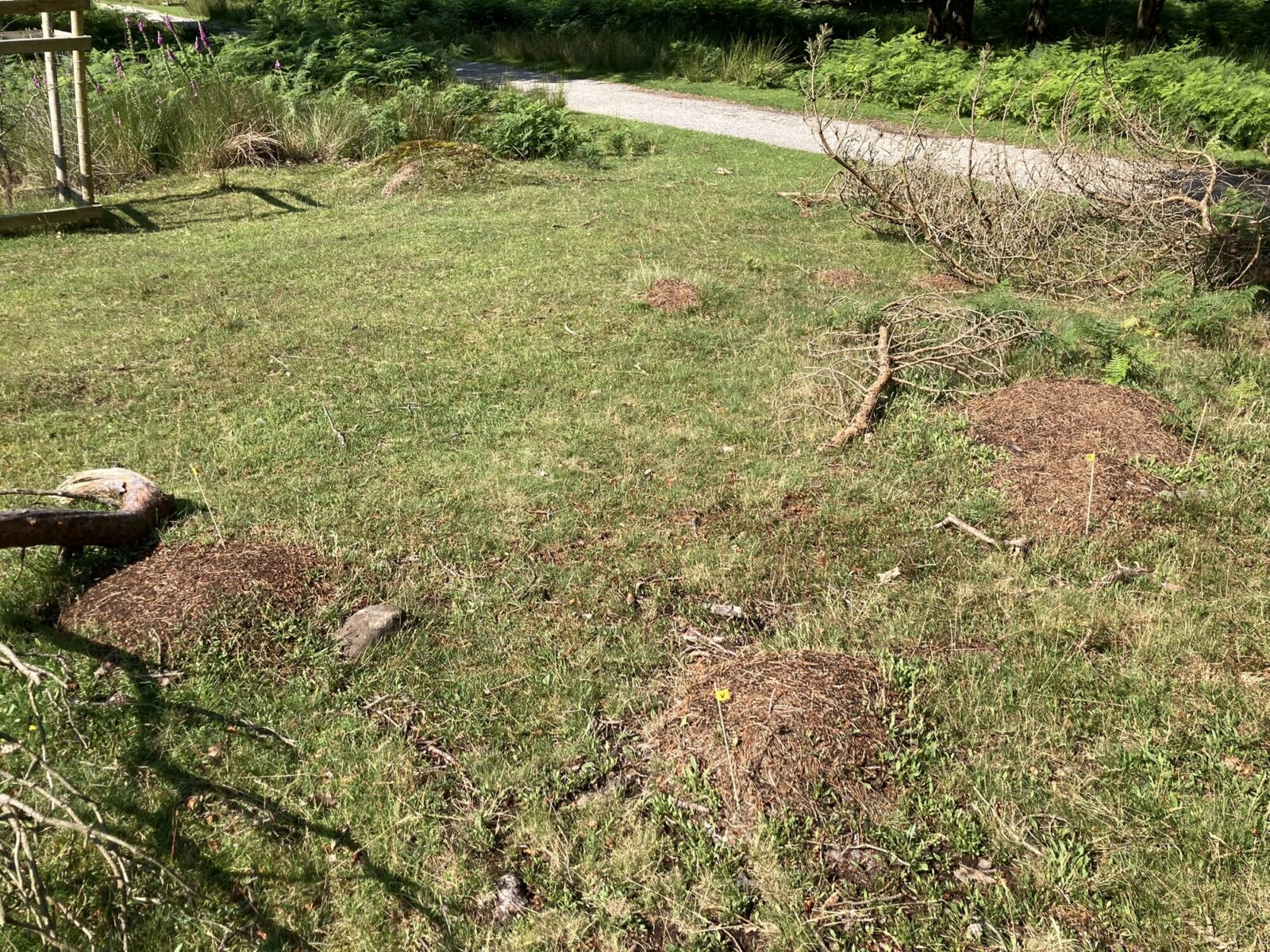 Multiple mounds of formica lugubris (polydomous ant colony). Nests are marked with flags. Some cleared trails are visible through the grass.
