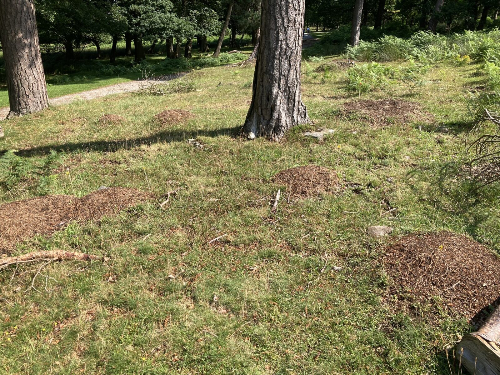 Multiple nests belonging to Colony 3, marked with flags. The two pine trees provide major honeydew sources for this colony.