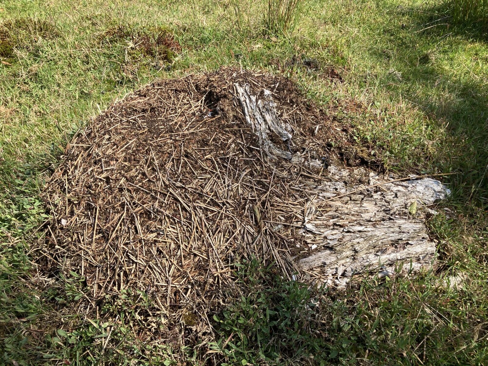 A thatched nest of Formica lugubris (colony 3) built partly around some dead wood.