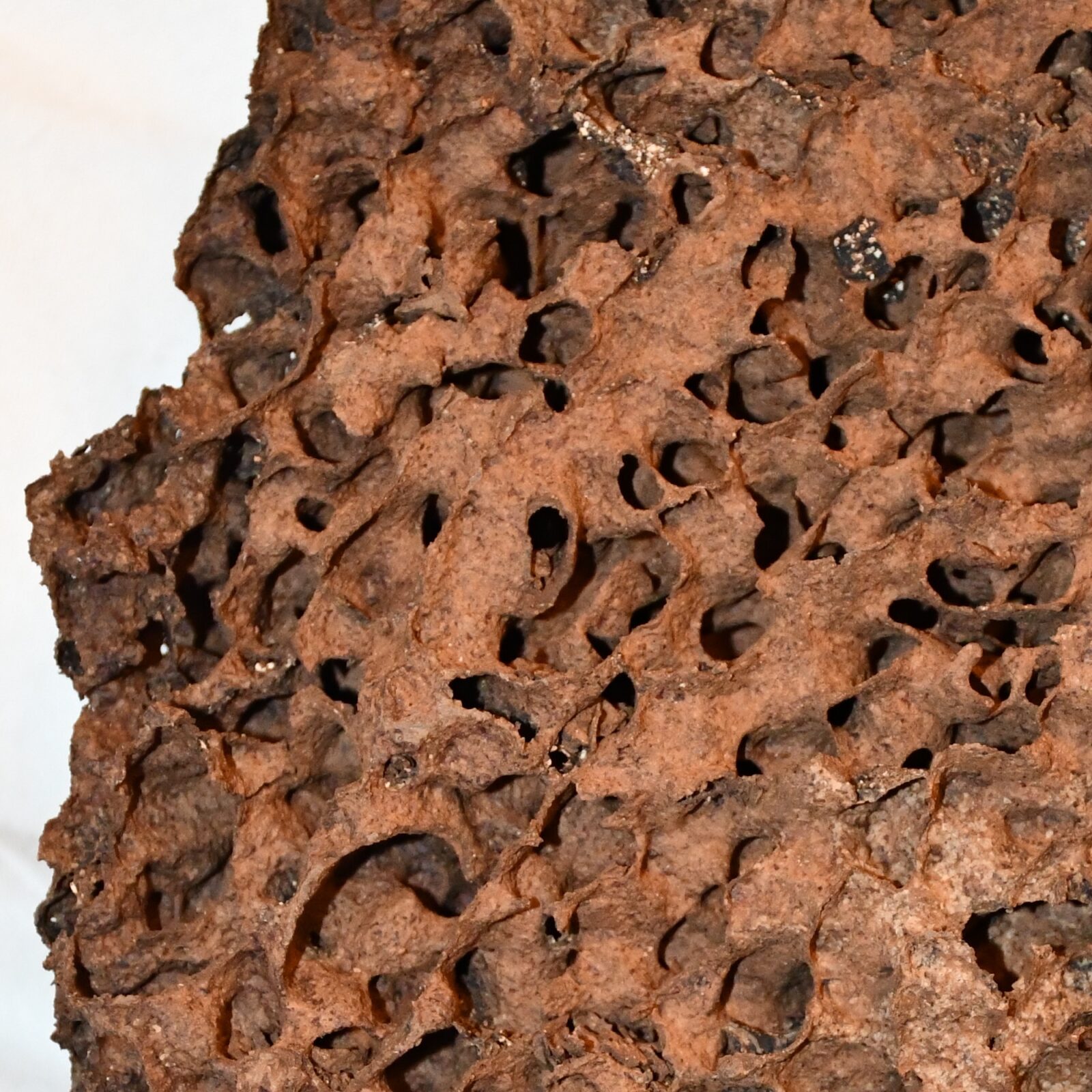Particular of the structure of a nest of Nasutitermes graveolus (M19) cut to show the internal structure. The nest originates from Queensland, Australia. Photo A. Perna [CC BY-SA 3.0 (http://creativecommons.org/licenses/by-sa/3.0)]