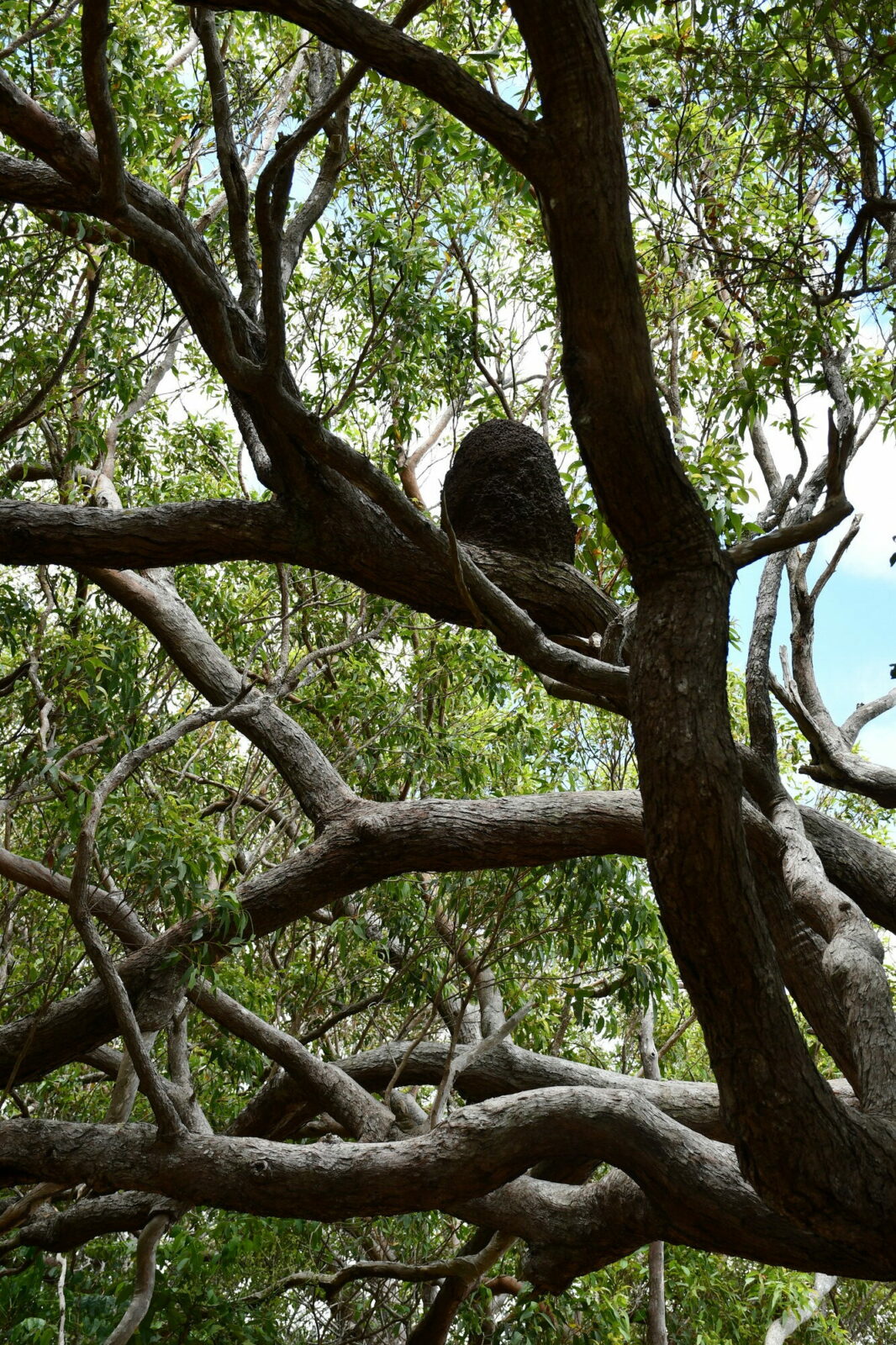 Nest of Nasutitermes graveolus (termite nest)