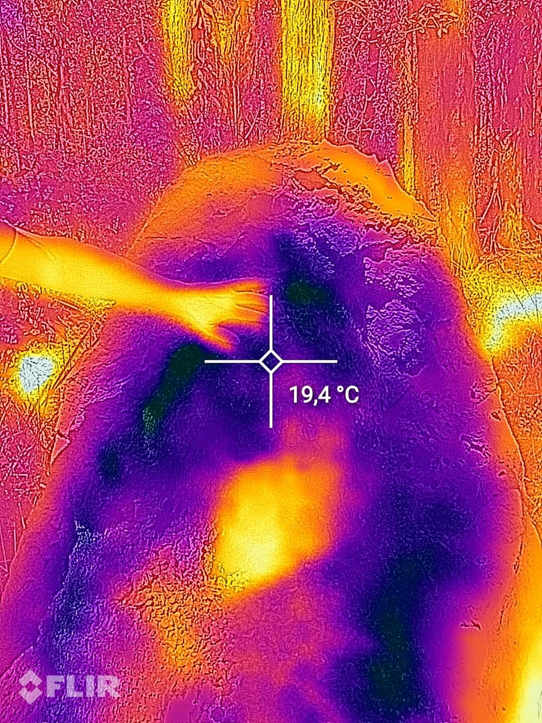 Nest of Coptotermes lacteus (termite nest) - thermal image