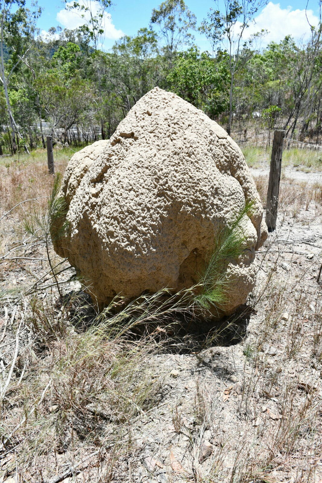 A termite mound, most likely built by the species Nasutitermes magnus, Queensland, Australia. Photo Andrea Perna [CC BY-SA 3.0]