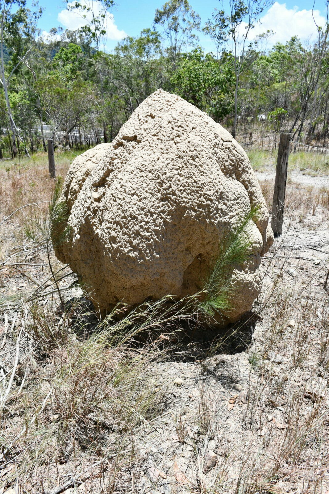A termite mound, most likely built by the species Nasutitermes magnus, Queensland, Australia. Photo Andrea Perna [CC BY-SA 3.0]